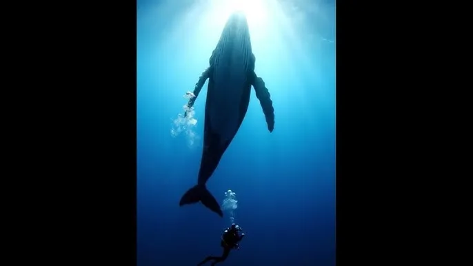 啦啦啦在线视频免费观看正在播放1 - 深蓝星球：探索海洋深处的未知世界